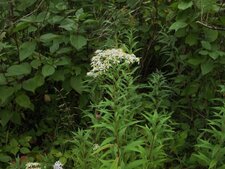 Aster à ombelle 