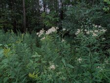 Aster à ombelles