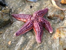 Asterias rubens