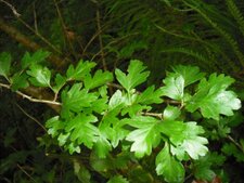 Aubépine