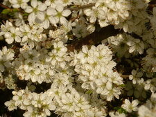 Aubepine