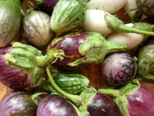 Aubergines diverses et variées