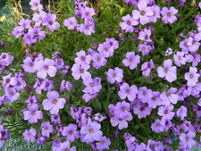 Aubriete