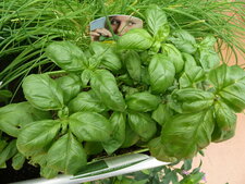Basilic