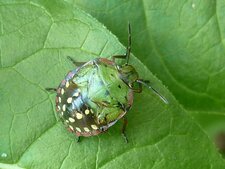 Punaise "nezara viridula"