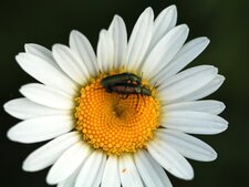 Coléoptères amoureux
