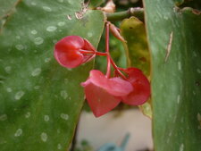 Bégonia bambou
