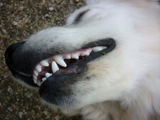 Le sourire de Belle, chienne "golden retriever"