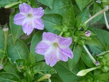 Belle de nuit (mirabilis jalapa)