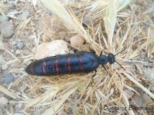 Berberomeloe majalis 