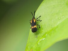 Oxychalepus sp.