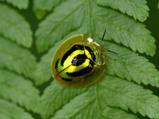 Coléoptère Cassidinae 
