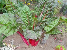 blette rouge