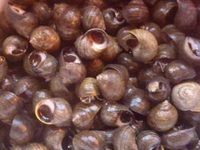 Bigorneaux