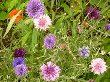 Bleuets cultivés