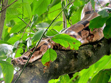 Serpent Boa constrictor