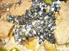 Banc de moules