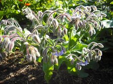 Bourrache officinale