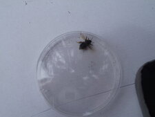 Bourdon, Bombus pascuorum