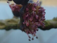 Fleur de frêne
