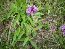 Stachys officinalis (bétoine officinale)