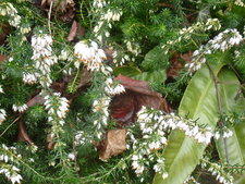 Bruyère blanche