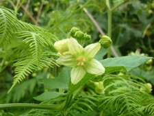 Fleur de la bryone doïque