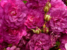 Rosier "Burgundy ice"