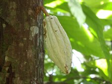 Mexique, berceau de la domestication du chocolat