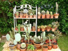 Collection de cactées et de succulentes