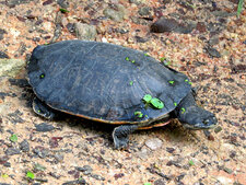 Phrynops geoffroanus