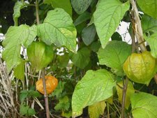 physalis ou cage d