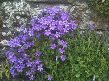 Campanule des murailles