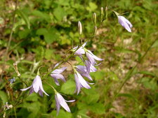 Campanules