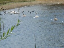 Canards et cygnes