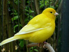 Canari chanteur