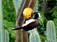 Cyanocorax cyanopogon