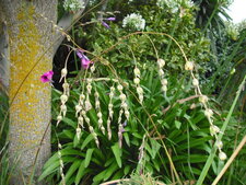 Dierama pulchérrinium
