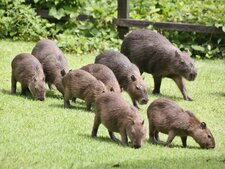 Capybaras