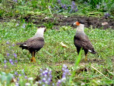 Caracara huppé