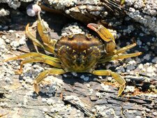 Carcinus maenas