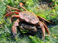 Carcinus maenas