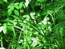 Carex gonflé