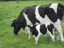 Vache pie noire bretonne et son veau