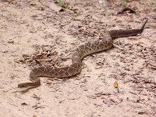 Crotalus durissus