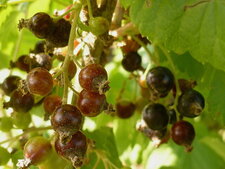 Cassis