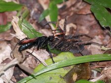 Guêpe parasitoide et sa proie