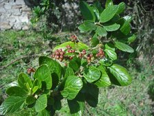 Ceanothe arbusive