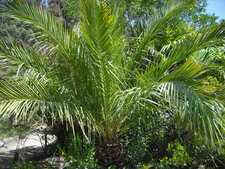 Chamaerops humilis