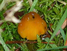 Champignon non identifié